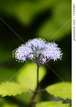 Cordyceps Cordyceps 7354967