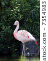 Flamingo  7354983