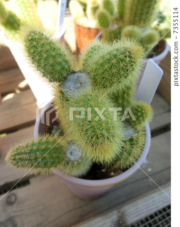 Cactus Cactus 7355114
