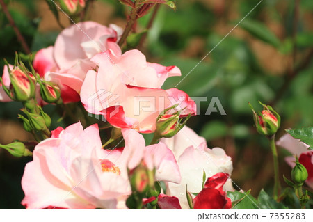 Rose flowers Salasa 7355283