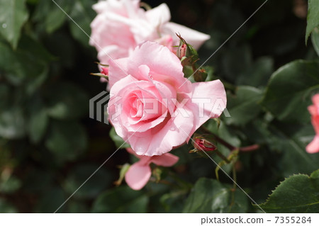 Rose flowers Princess Aico 7355284