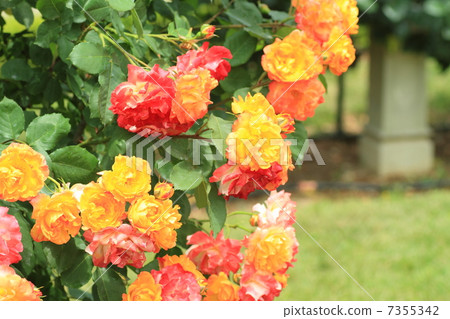 Rose flower touch drum 7355342