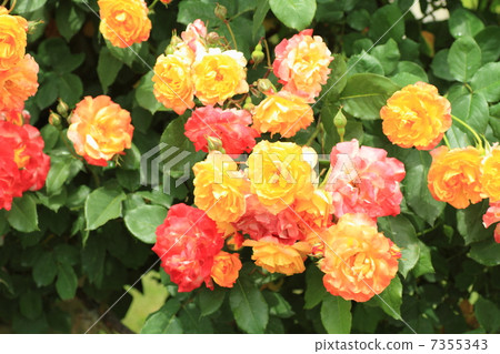 玫瑰花觸摸鼓 玫瑰花觸摸鼓 7355343