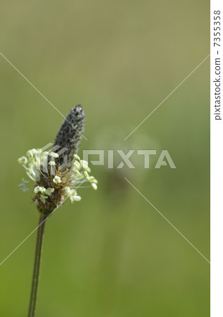 Heraoobako (Big Big Yoko) Heraoobako (Big Big Yoko) 7355358