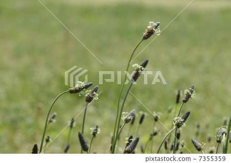 Heraoobako (Big Big Yoko) Heraoobako (Big Big Yoko) 7355359