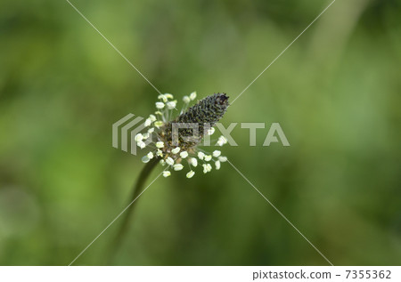 Heraoobako (Big Big Yoko) Heraoobako (Big Big Yoko) 7355362