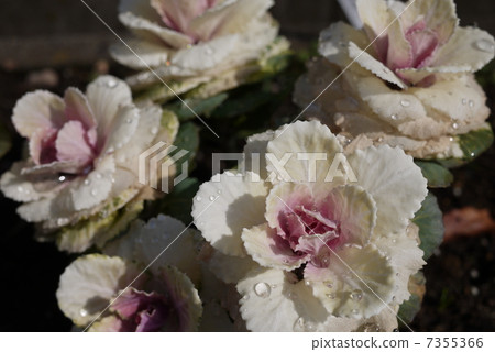 花白菜 7355366