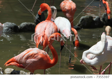 Flamingo  7355397