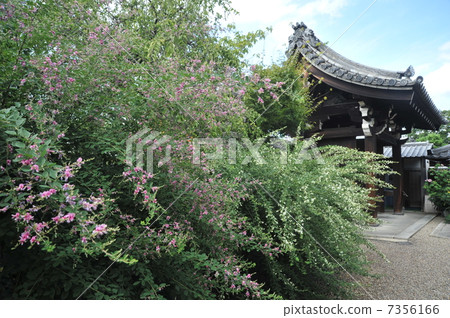 Hagi of Kyoto Imperial Palace Hagi of Kyoto Imperial Palace 7356166