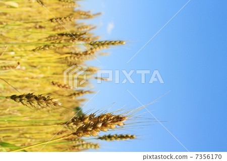 A golden wheat field A golden wheat field 7356170