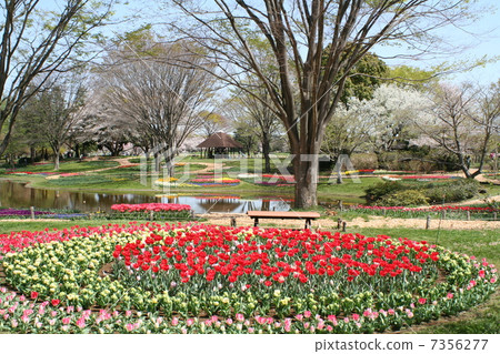 Spring park Tulip Showa Memorial Park Spring park Tulip Showa Memorial Park 7356277