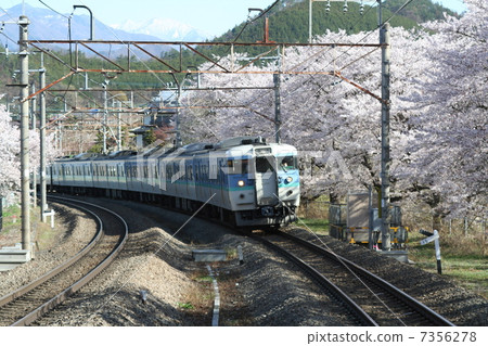 Cherry tree going in full bloom 115 series 7356278