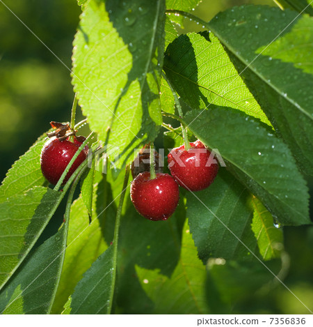 red cherry with leaves and water drops red cherry with leaves and water drops 7356836