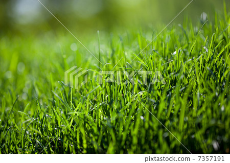 green grass background green grass background 7357191