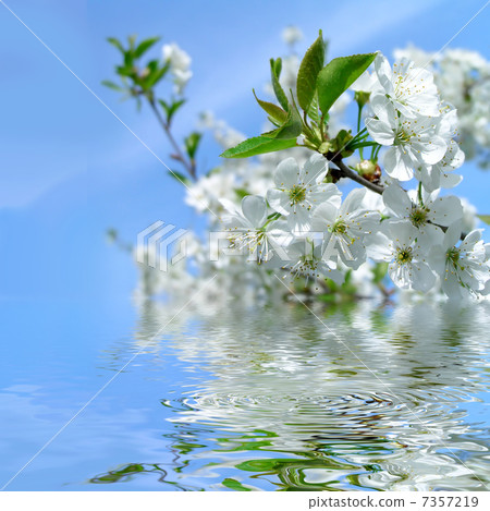 Blooming cherry tree and blue sky with refletion in water 7357219