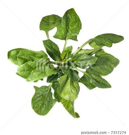 green spinach isolated on white green spinach isolated on white 7357274