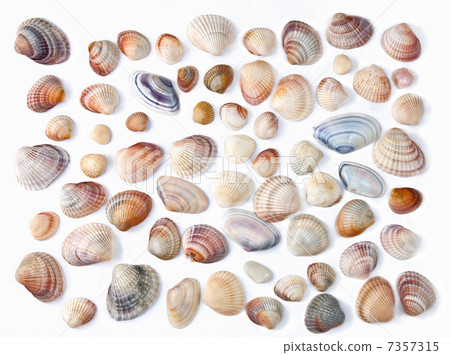 various color shell isolated on white 7357315