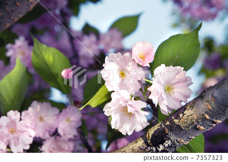 spring blossom of purple sakura 7357323