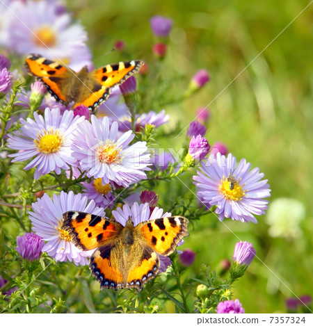 two butterfly on flowers two butterfly on flowers 7357324