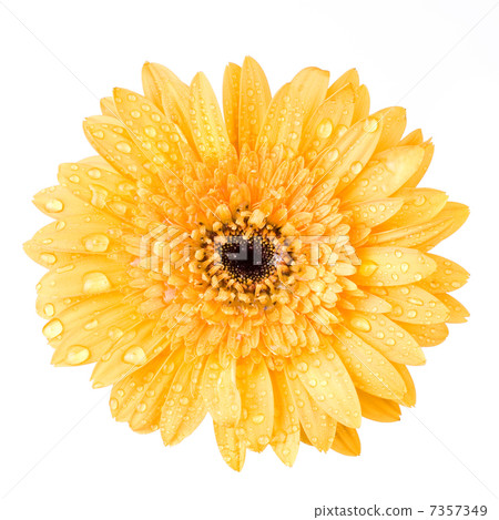 Macro of yellow daisy-gerbera head isolated on white Macro of yellow daisy-gerbera head isolated on white 7357349