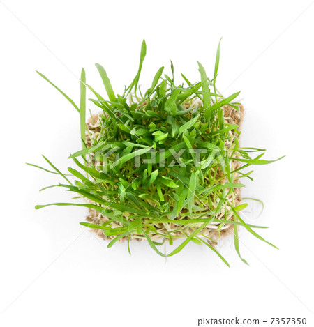 close-up green grass with roots isolated on white close-up green grass with roots isolated on white 7357350