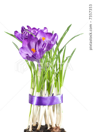 crocus bouquet isolated on white crocus bouquet isolated on white 7357353