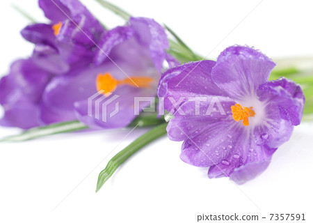 crocus bouquet with water drops isolated on white 7357591