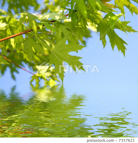 green spring leaves against blue sky green spring leaves against blue sky 7357621