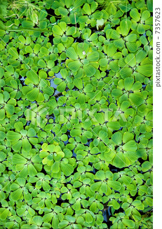 background from green duckweed in water background from green duckweed in water 7357623