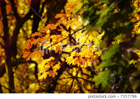 autumn yellow leaves 7357796