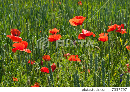 poppy on field of green wheat 7357797