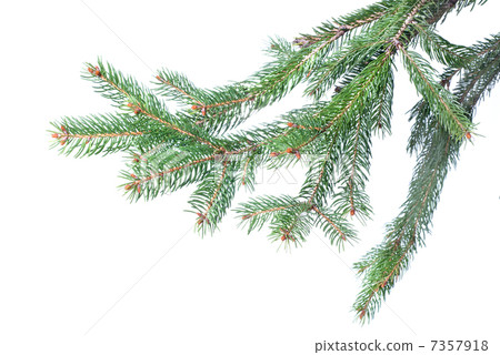 Branch of christmas fir tree isolated on white Branch of christmas fir tree isolated on white 7357918