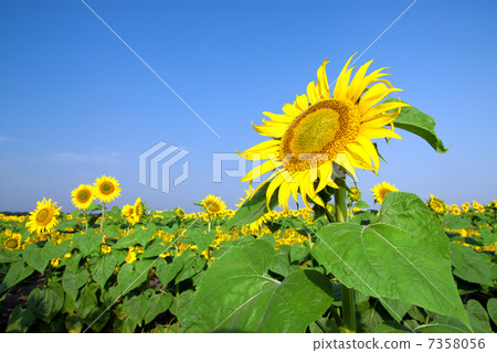 sunflower field over blue sky sunflower field over blue sky 7358056