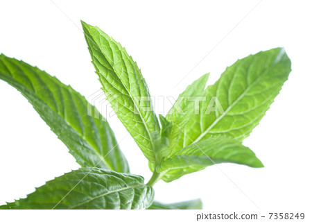 macro photo of green mint isolated on white 7358249