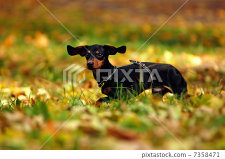 Happy dachshund dog in park Happy dachshund dog in park 7358471
