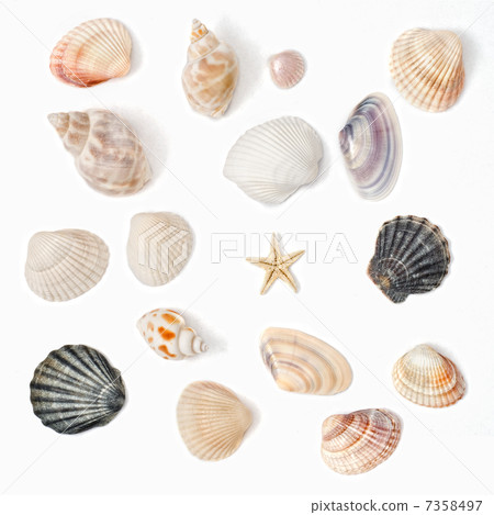 various color shell isolated on white 7358497