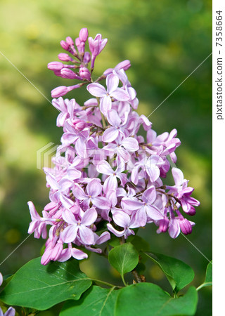 Spring lilac flowers with leaves Spring lilac flowers with leaves 7358664
