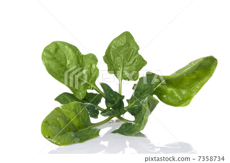 green spinach isolated on white 7358734