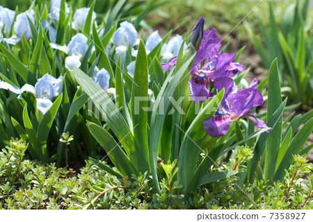 flowers in the garden flowers in the garden 7358927