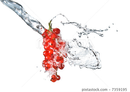 redcurrant and water drops isolated on white redcurrant and water drops isolated on white 7359195