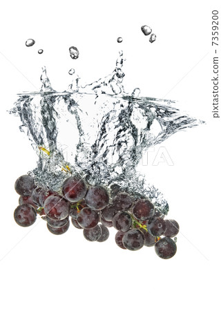 blue grape dropped into water with splash isolated on white blue grape dropped into water with splash isolated on white 7359200