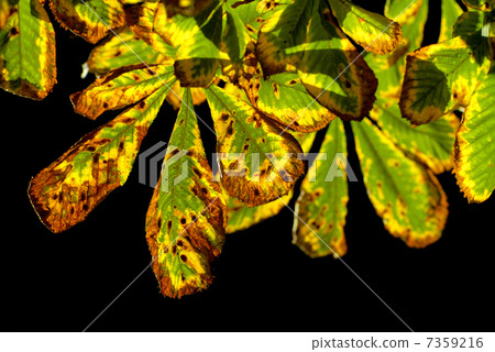autumn chestnut leaves isolated on black 7359216