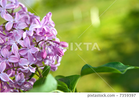 Spring lilac flowers with leaves Spring lilac flowers with leaves 7359397