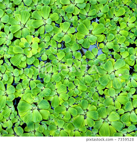 background from green duckweed in water background from green duckweed in water 7359528