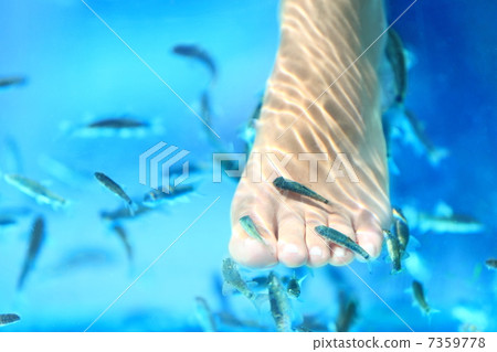 Fish spa Fish spa 7359778