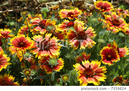 Tenningiku Tenshi chrysanthemum 7359824