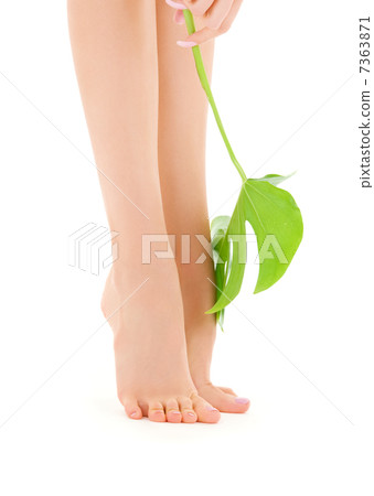 female legs with green leaf female legs with green leaf 7363871