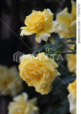 rose rose 7364243