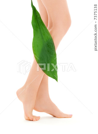 female legs with green leaf female legs with green leaf 7375138