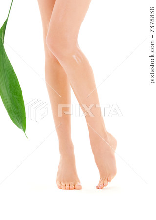 female legs with green leaf female legs with green leaf 7378838